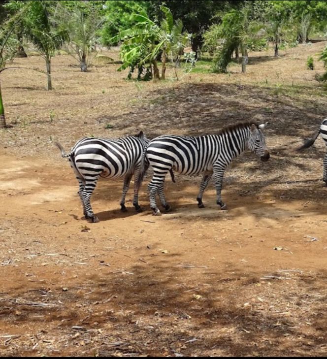 BoraBora Wildlife Park Tour